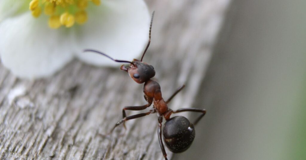 hardworking ant